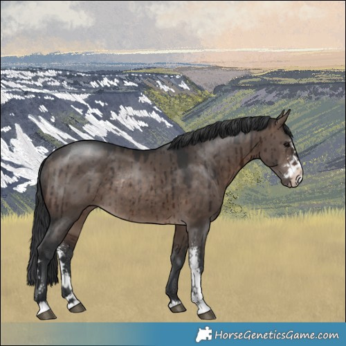 Horse Color:Brown Dun Mushroom Sabino Rabicano Brindle