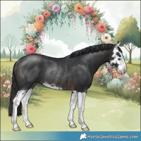 Horse Color:Brown Splash Rabicano 