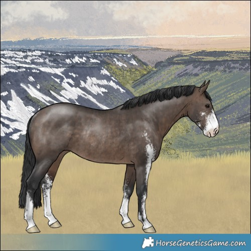 Horse Color:Brown Dun Mushroom Sabino Rabicano Brindle