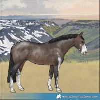 Horse Color:Brown Dun Mushroom Sabino Rabicano Brindle