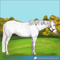 Horse Color:Palomino Sabino Appaloosa