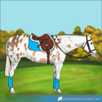 Horse Color:Chocolate Palomino Sabino Appaloosa 