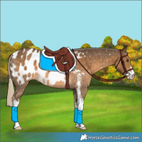 Horse Color:Chocolate Palomino Sabino Appaloosa 