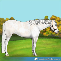 Horse Color:White Spotted Cremello Sabino Snowcap