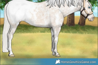 Horse Color:White Spotted Cremello Snowcap 