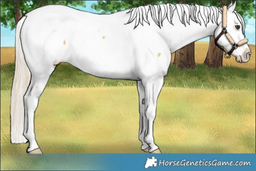 Horse Color:Palomino Dun Sabino Appaloosa