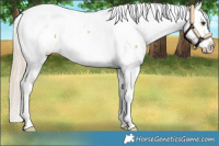 Horse Color:Palomino Dun Sabino Appaloosa 