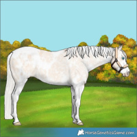 Horse Color:White Spotted Cremello Sabino Appaloosa 