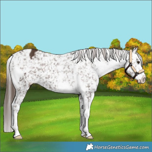 Horse Color:Liver Chestnut Sabino Appaloosa 