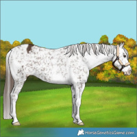 Horse Color:Liver Chestnut Sabino Appaloosa