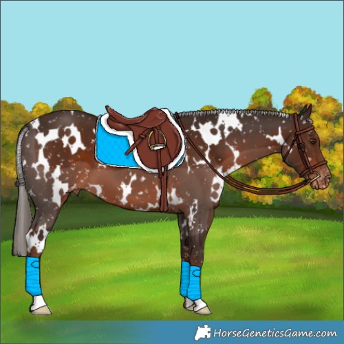 Horse Color:White Spotted Liver Chestnut Appaloosa 