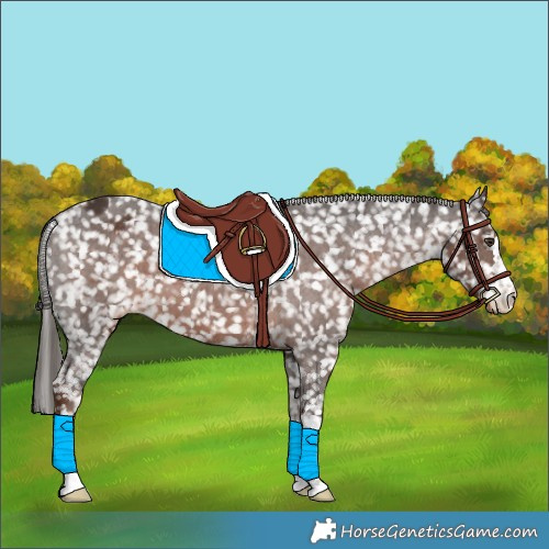 Horse Color:Liver Chestnut Appaloosa 