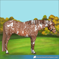 Horse Color:White Spotted Chestnut Sabino Appaloosa 