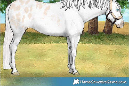 Horse Color:Cremello Sabino Appaloosa 