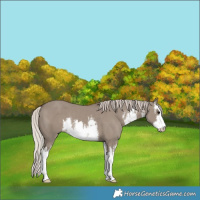 Horse Color:White Spotted Silver Grullo