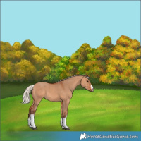 Horse Color:White Spotted Silver Bay Dun