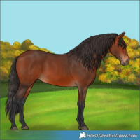Horse Color:Bay Rabicano 
