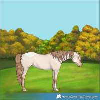 Horse Color:Gold Champagne Dun Varnish 