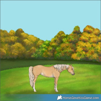 Horse Color:Palomino Dun Rabicano