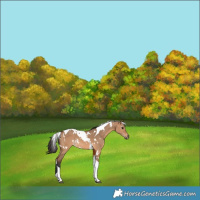 Horse Color:White Spotted Bay Dun Tobiano Rabicano 