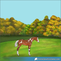Horse Color:White Spotted Silver Bay Splash Rabicano 