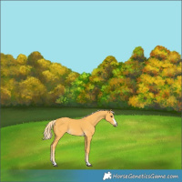 Horse Color:Palomino