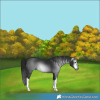 Horse Color:Gray White Spotted Smoky Black 
