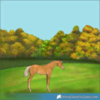 Horse Color:Gold Cream Champagne 