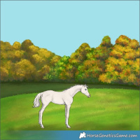 Horse Color:Cremello Dun Tobiano 
