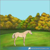 Horse Color:Palomino Dun Rabicano 