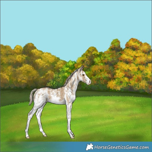 Horse Color:Chocolate Palomino Dun Mushroom Sabino 