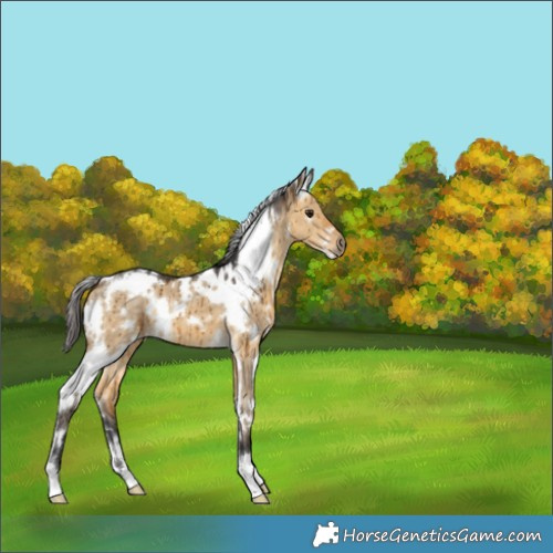 Horse Color:White Spotted Buckskin Dun Brindle 