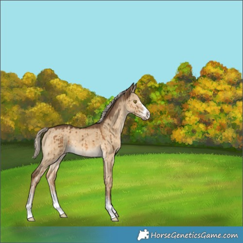 Horse Color:Chocolate Palomino Dun Brindle 