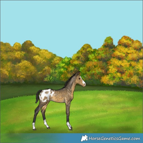 Horse Color:Buckskin Dun Appaloosa 