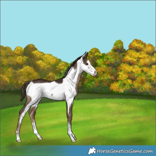 Horse Color:Liver Chestnut Frame 