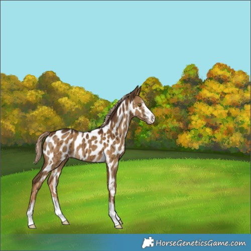 Horse Color:Chocolate Palomino Dun Appaloosa Brindle 