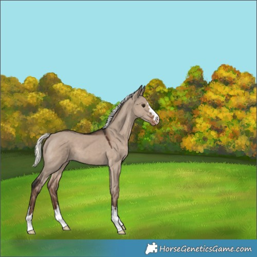 Horse Color:Liver Red Dun Mushroom Appaloosa 