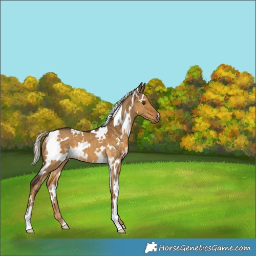 Horse Color:White Spotted Chocolate Palomino Dun 