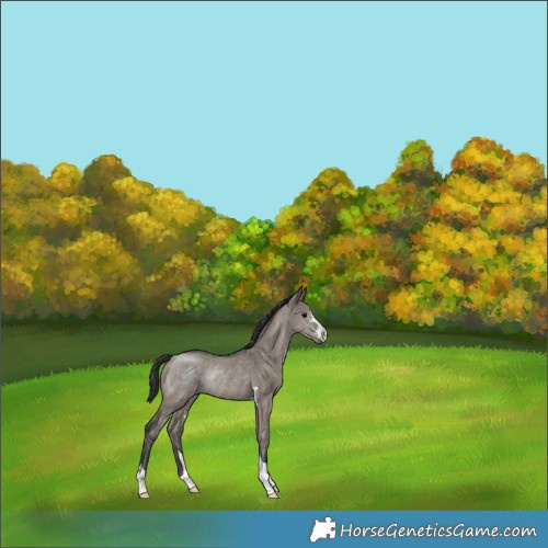 Horse Color:Grullo Rabicano 