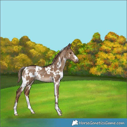 Horse Color:White Spotted Liver Red Dun 