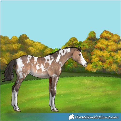 Horse Color:White Spotted Bay Dun 