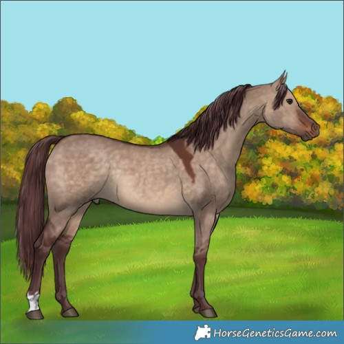 Horse Color:Chocolate Brown Dun Rabicano 
