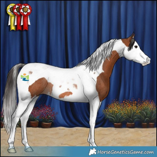 Horse Color:Bay Splash Tobiano Rabicano 