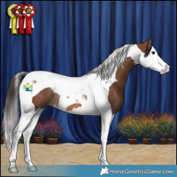 Horse Color:Bay Splash Tobiano Rabicano 