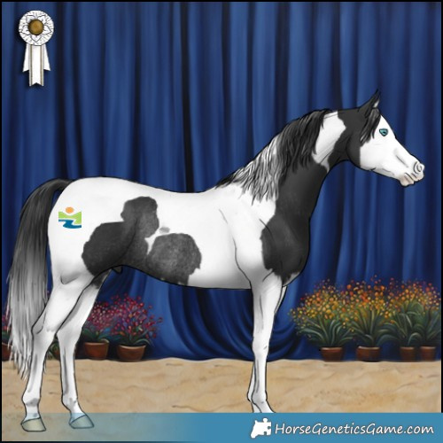 Horse Color:Black Splash Tobiano Rabicano 
