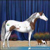 Horse Color:Bay Splash Tobiano Rabicano