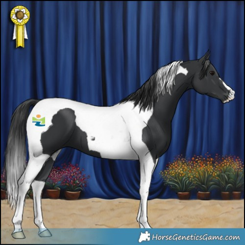 Horse Color:Black Tobiano 