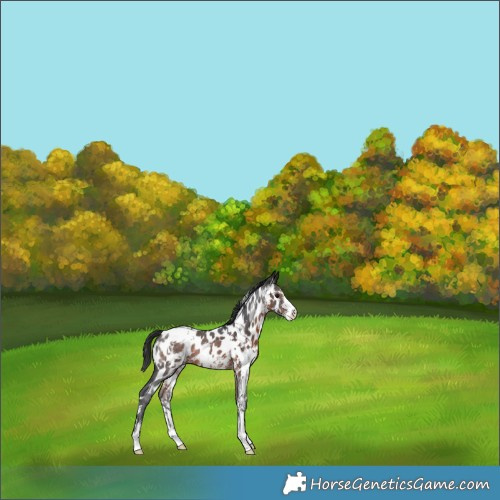 Horse Color:White Spotted Brown Sabino Appaloosa Rabicano 