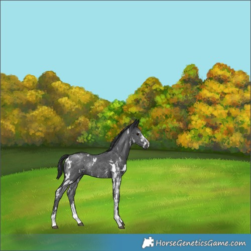 Horse Color:White Spotted Black Sabino Rabicano 