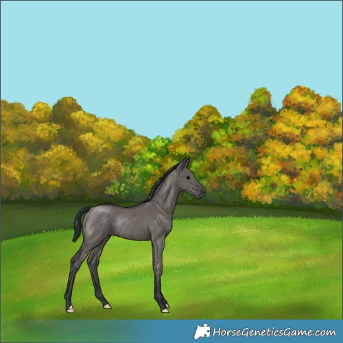Horse Color:Grullo Rabicano 